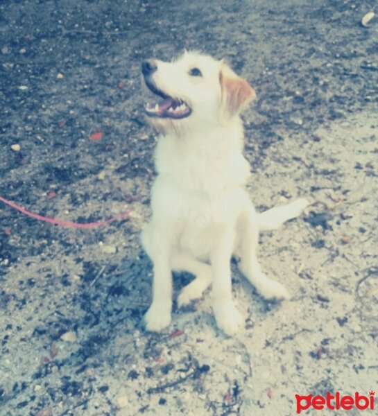 Golden Retriever, Köpek  Lusi fotoğrafı