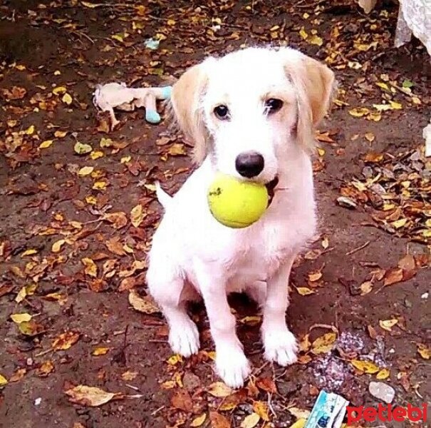 Golden Retriever, Köpek  Lusi fotoğrafı