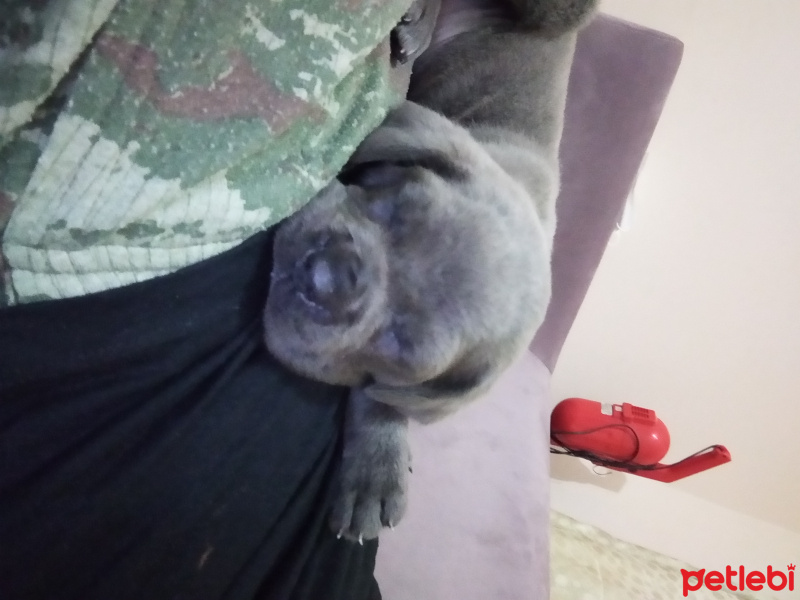 Cane Corso Italiano, Köpek  Ashe fotoğrafı