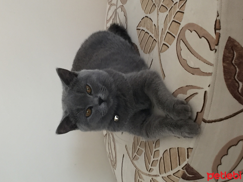 British Shorthair, Kedi  Zilli fotoğrafı