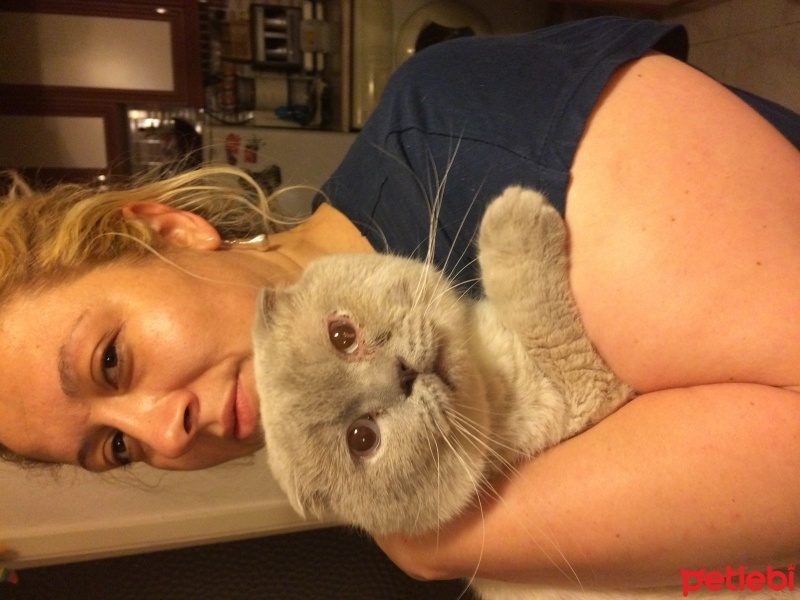 British Shorthair, Kedi  Porsuk  fotoğrafı