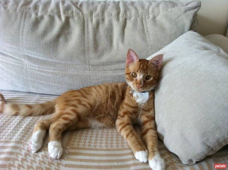 American Shorthair, Kedi  Paşa fotoğrafı