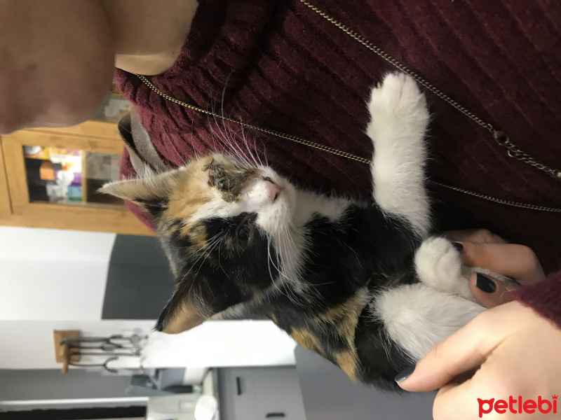 Tekir Kedi, Kedi  Badem fotoğrafı