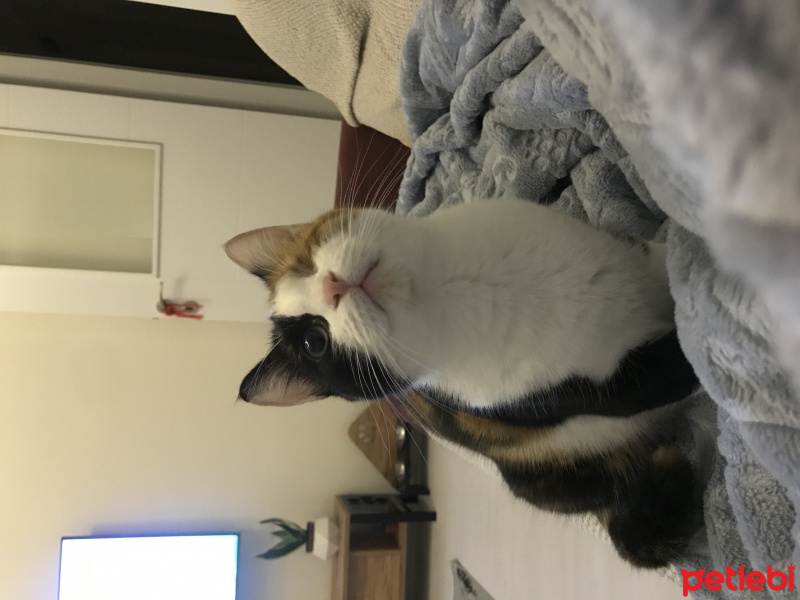 Tekir Kedi, Kedi  Badem fotoğrafı