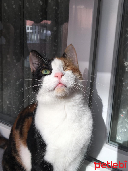 Tekir Kedi, Kedi  Badem fotoğrafı