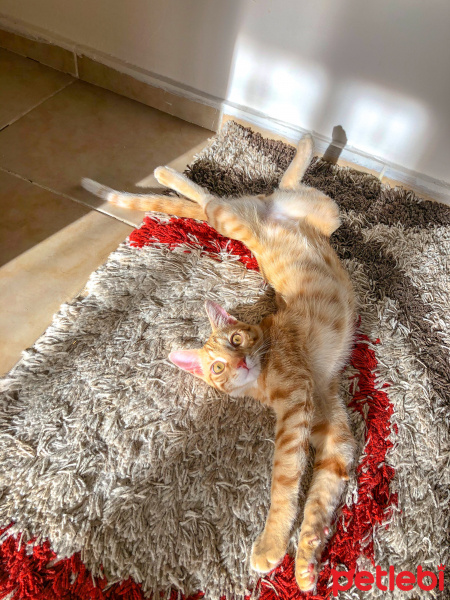Sarman, Kedi  Simba fotoğrafı