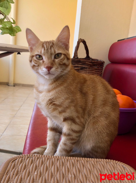 Sarman, Kedi  Simba fotoğrafı