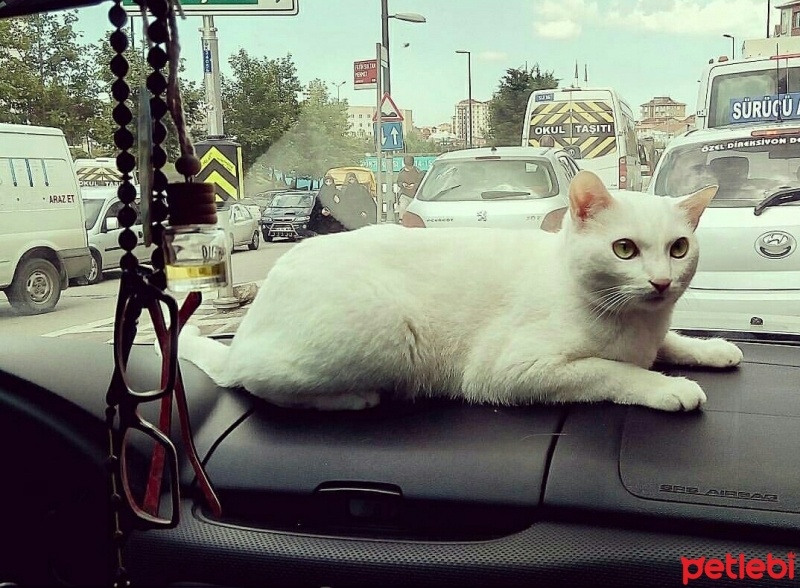 Van Kedisi, Kedi  Nazlı fotoğrafı