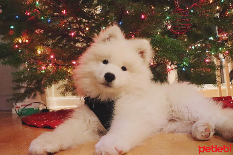 Samoyed, Köpek  Mayra fotoğrafı