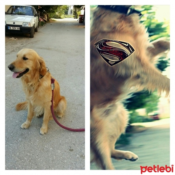 Golden Retriever, Köpek  Fırtına fotoğrafı