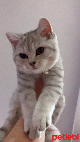 British Shorthair, Kedi  Miro fotoğrafı