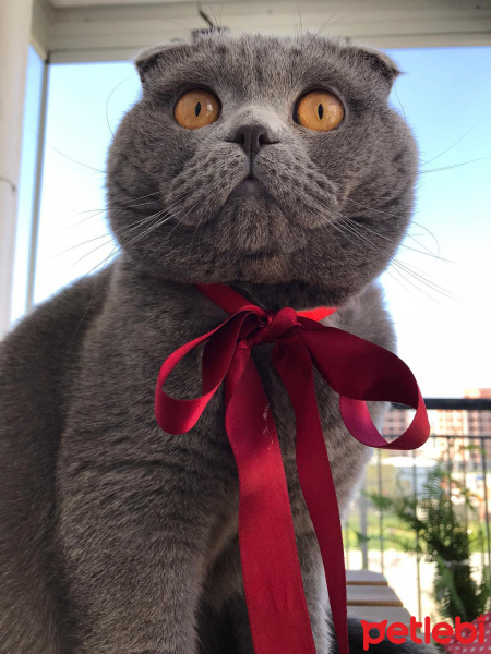 Scottish Fold, Kedi  Ares fotoğrafı