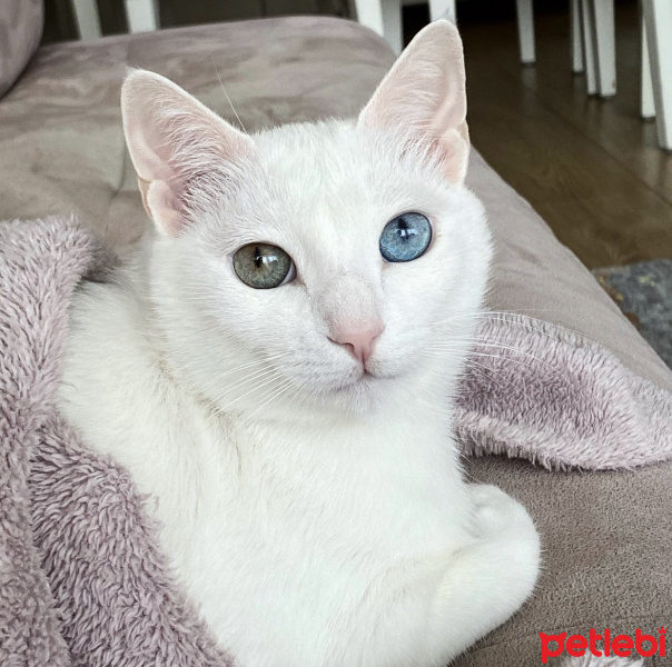 Van Kedisi, Kedi  Mackenzie fotoğrafı