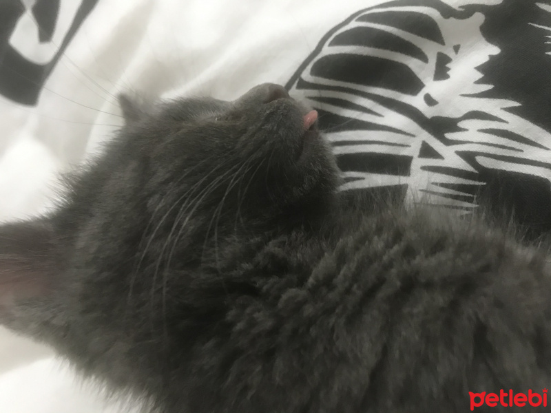 Mavi Rus, Kedi  Gümüş fotoğrafı