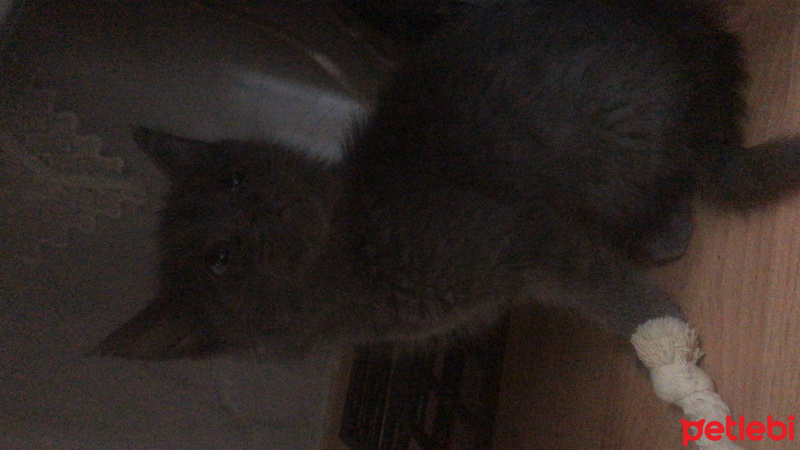 Mavi Rus, Kedi  Gümüş fotoğrafı