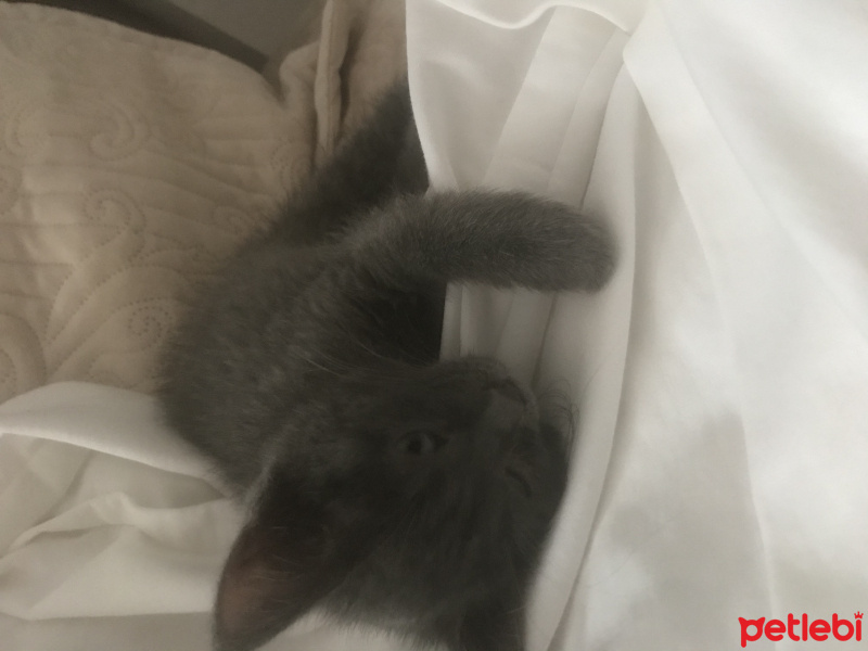 Mavi Rus, Kedi  Gümüş fotoğrafı