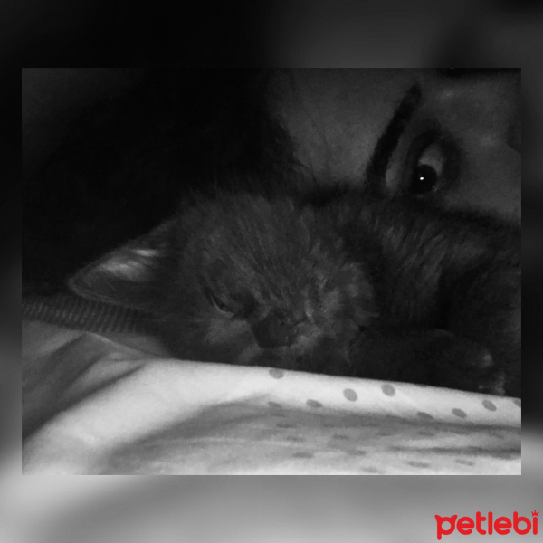 Mavi Rus, Kedi  Gümüş fotoğrafı