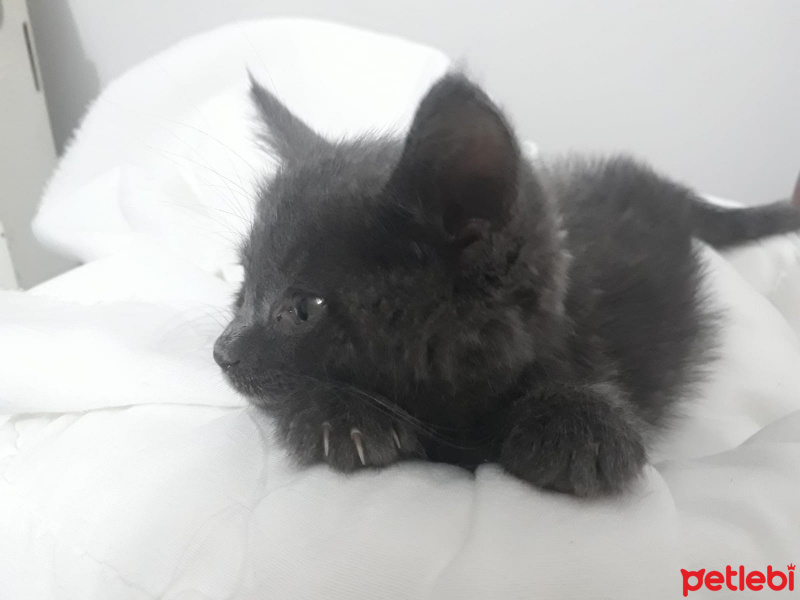 Mavi Rus, Kedi  Gümüş fotoğrafı