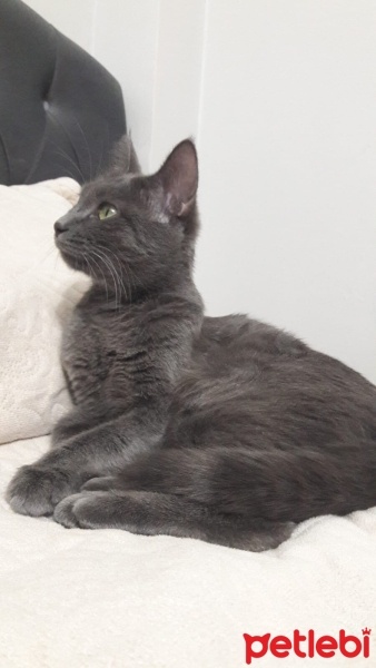 Mavi Rus, Kedi  Gümüş fotoğrafı