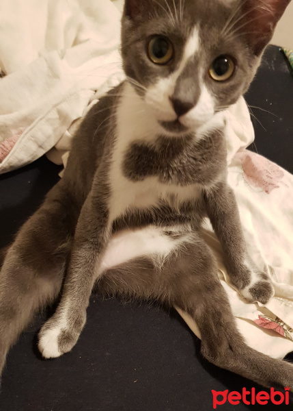 Tekir Kedi, Kedi  Asya fotoğrafı