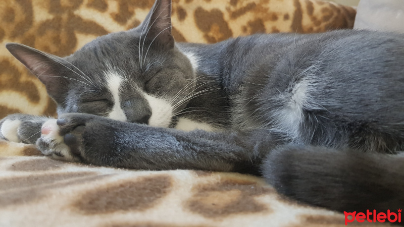 Tekir Kedi, Kedi  Asya fotoğrafı