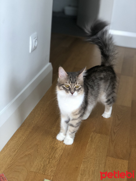 Tekir Kedi, Kedi  Mia fotoğrafı