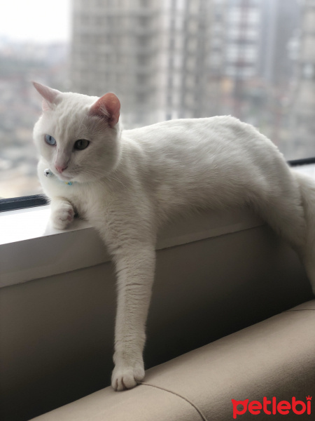Van Kedisi, Kedi  Oliver fotoğrafı