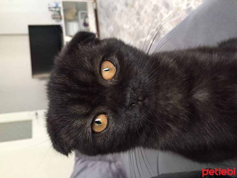 Scottish Fold, Kedi  Lili fotoğrafı