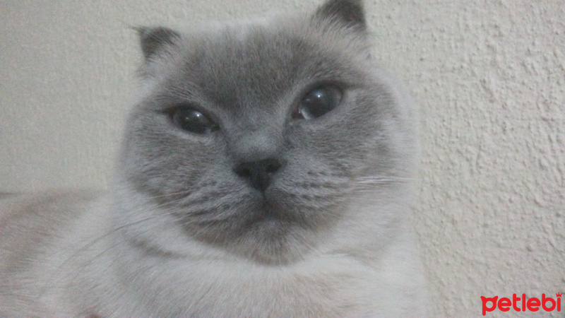 Scottish Fold, Kedi  Lokum fotoğrafı