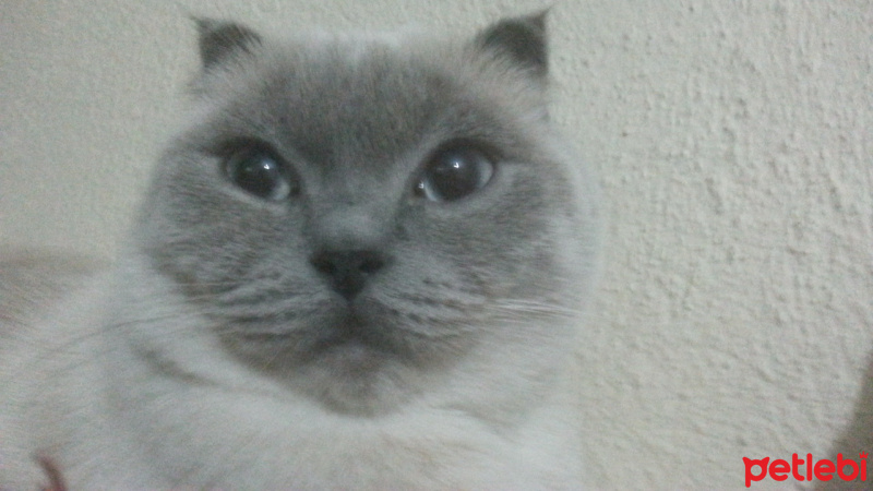 Scottish Fold, Kedi  Lokum fotoğrafı