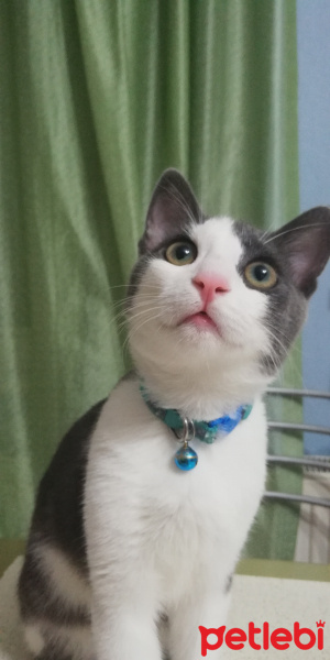 Tekir Kedi, Kedi  Minti fotoğrafı