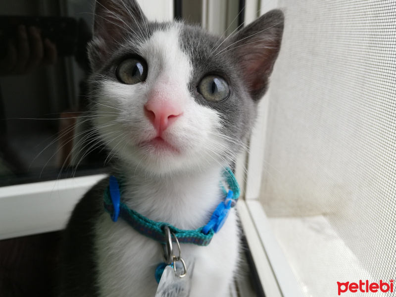 Tekir Kedi, Kedi  Minti fotoğrafı