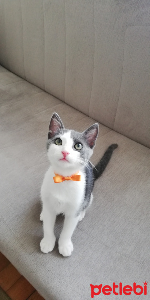 Tekir Kedi, Kedi  Minti fotoğrafı