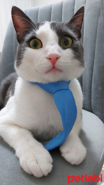 Tekir Kedi, Kedi  Minti fotoğrafı