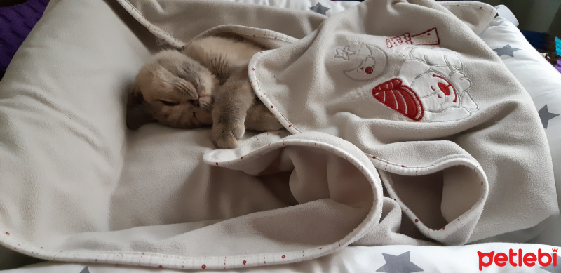 British Shorthair, Kedi  Badem fotoğrafı