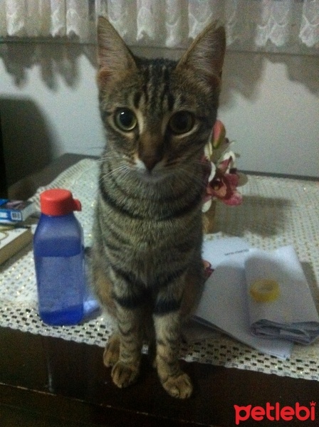 Tekir Kedi, Kedi  zerrin fotoğrafı