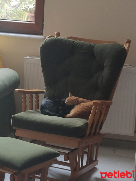 Bombay, Kedi  Kömür ve Çıtır fotoğrafı