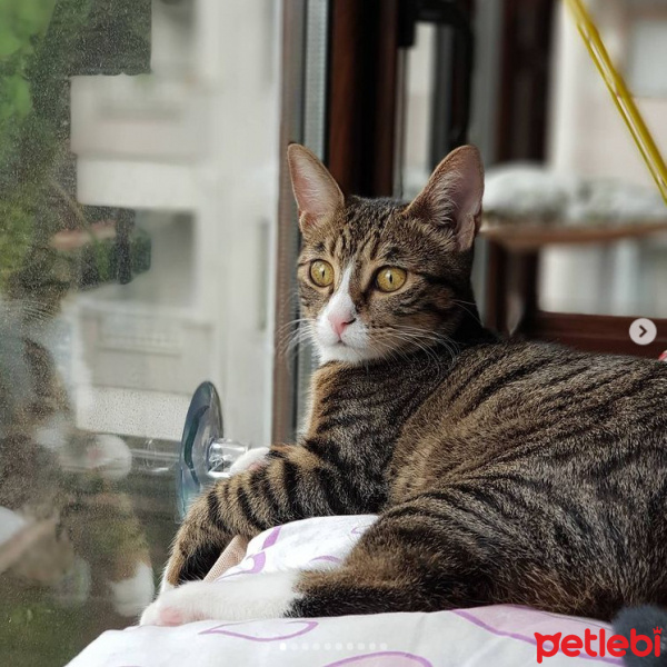 Tekir Kedi, Kedi  Gloria fotoğrafı