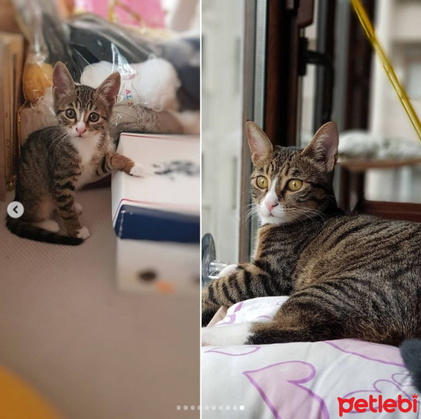 Tekir Kedi, Kedi  Gloria fotoğrafı