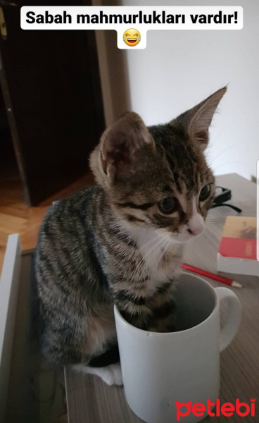 Tekir Kedi, Kedi  Gloria fotoğrafı