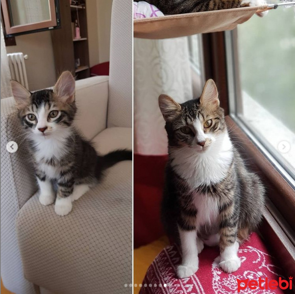 Tekir Kedi, Kedi  Ada fotoğrafı