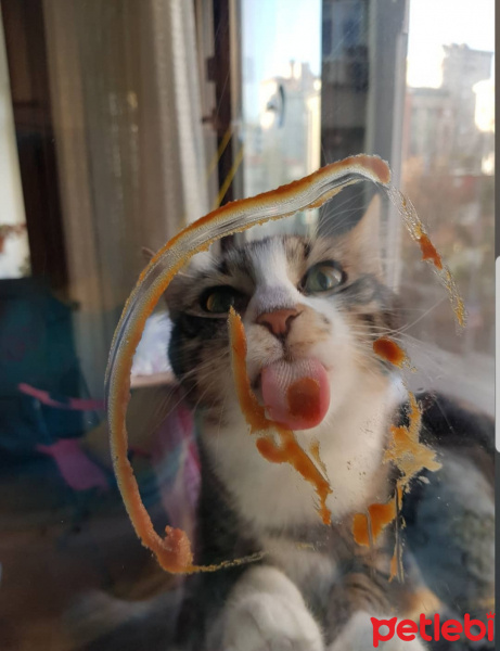 Tekir Kedi, Kedi  Ada fotoğrafı