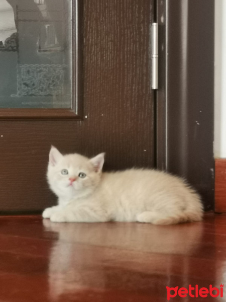 British Shorthair, Kedi  Latte fotoğrafı