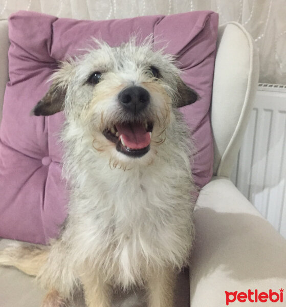 Avustralya Terrier, Köpek  KAJU fotoğrafı