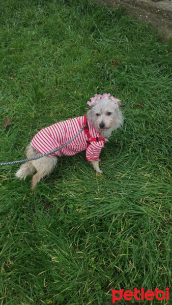 Avustralya Terrier, Köpek  KAJU fotoğrafı