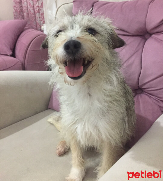 Avustralya Terrier, Köpek  KAJU fotoğrafı