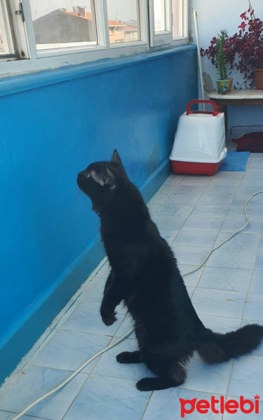 Bombay, Kedi  gece fotoğrafı