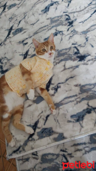 Sarman, Kedi  Tarçın fotoğrafı