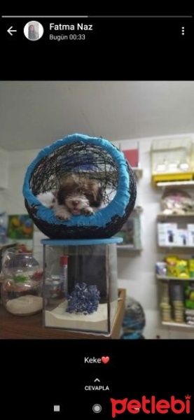 Norfolk Terrier, Köpek  Cookie fotoğrafı