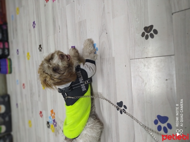 Norfolk Terrier, Köpek  Cookie fotoğrafı